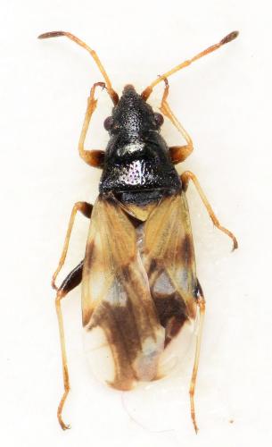 Macropternella inermis